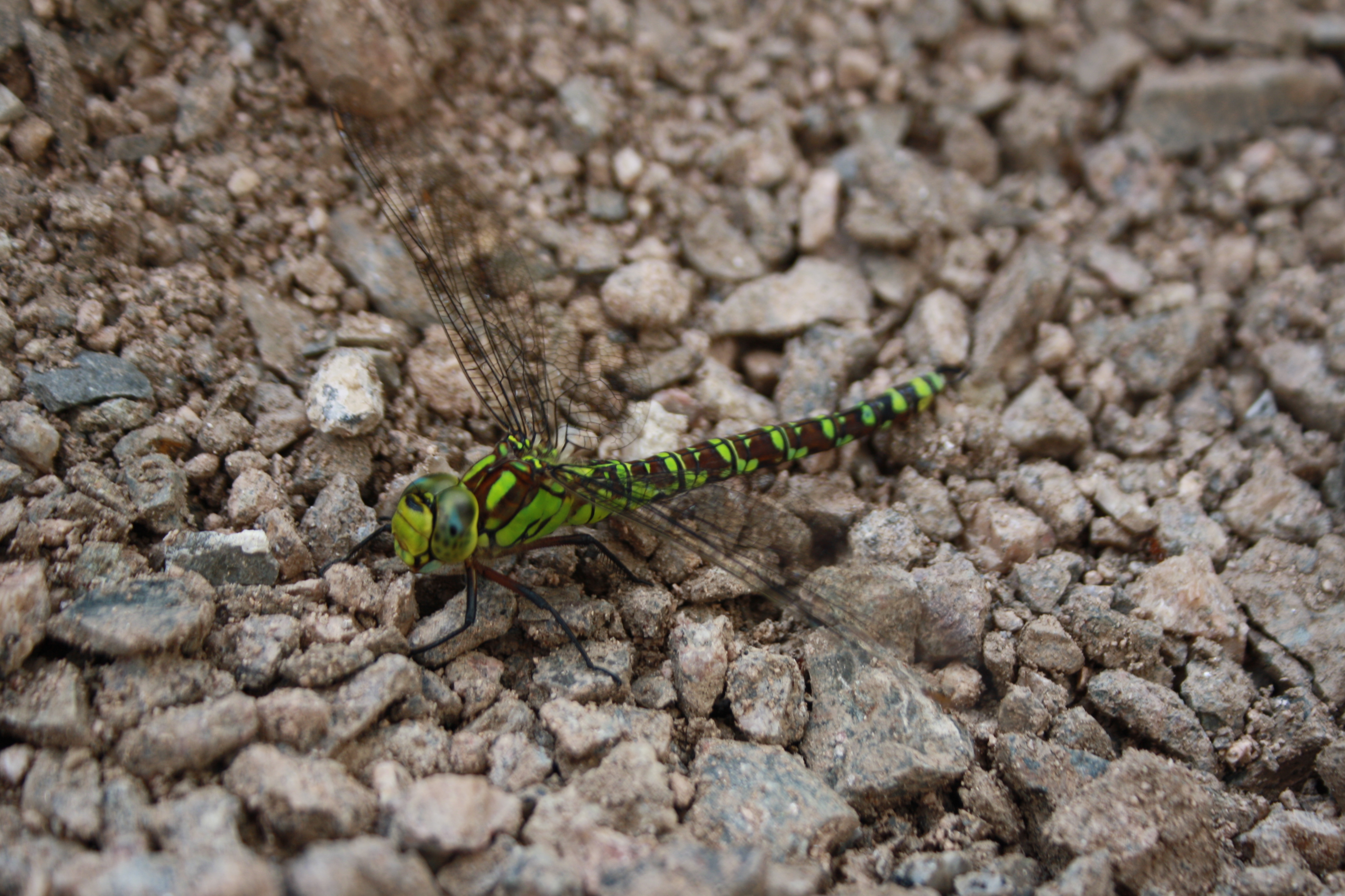 Natur