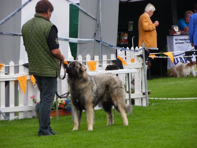 This is one of our home bred Irish Champions,called Odysseus.(Ody to his friends),he is 5 yrs old,and has the most amazing temperament loving handsome and very loyal.