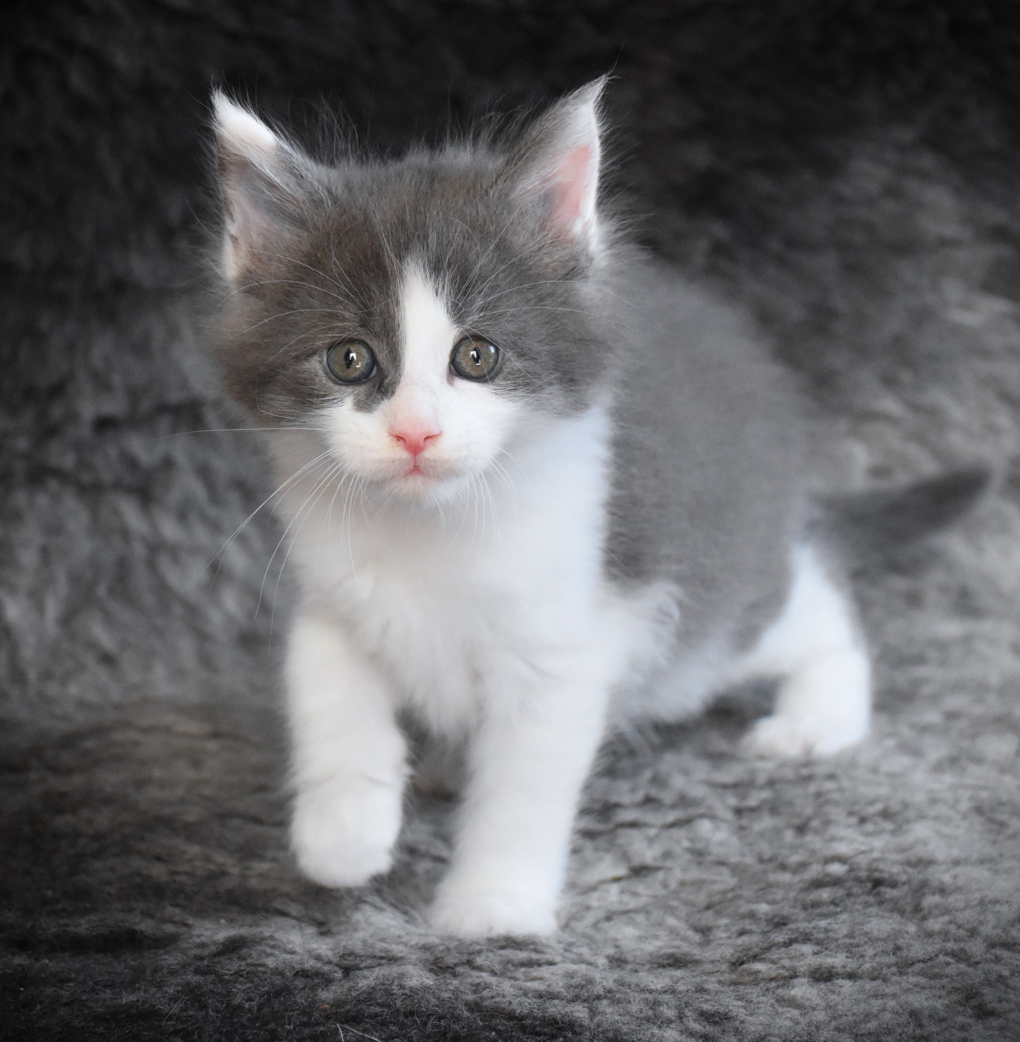 Black Canary - 6 veckor