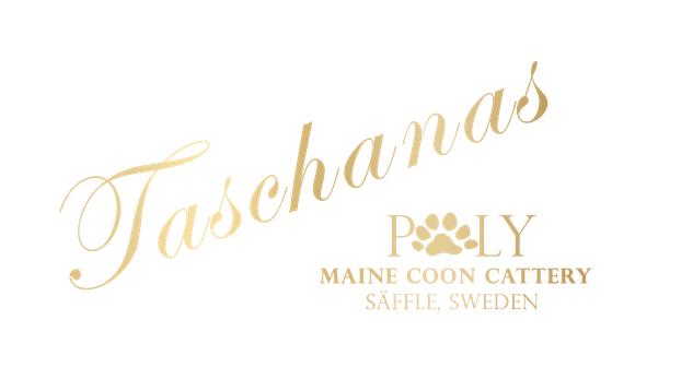 Taschanas Maine Coon