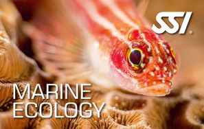 Spezialkurs-Marine-Ecology