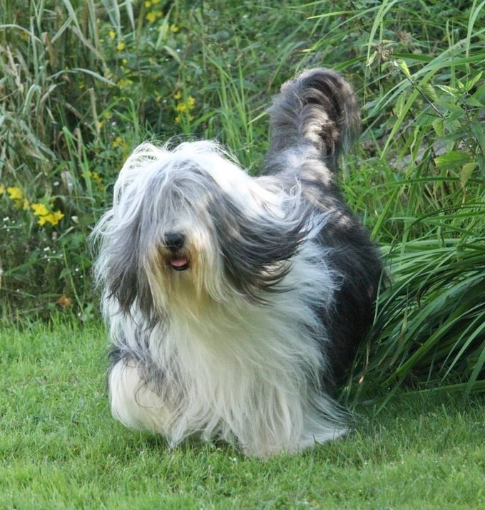 Norwegian Champion born 30.12.2012, blue trikolour  
