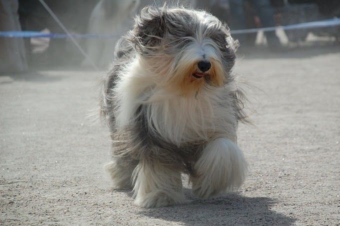 Norwegian Champion Nordic and Norwegian Veteran winner , -2014 natterjack Blue Bounty