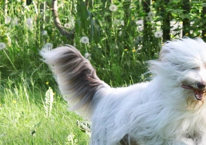 Norwegian Champion T-BOB's Babett JamJam, Brown. 