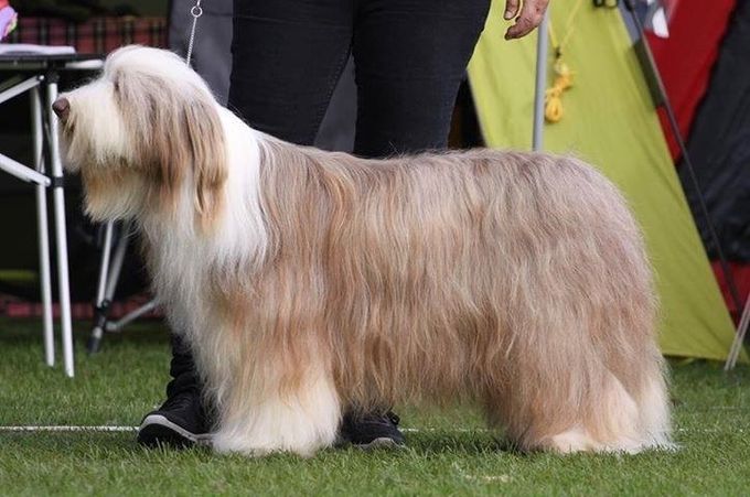 Norwegian Champion Bocca Just Mocca, HD fri. Breedwinner Norwegian Kennel Club 2014.