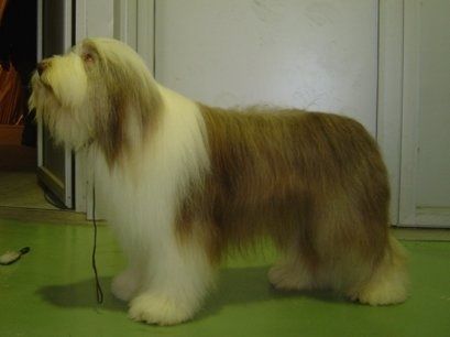 Bori Bori Son of BB.
Soon to mated With Buble ,mentaltested ,bloodtracking 
