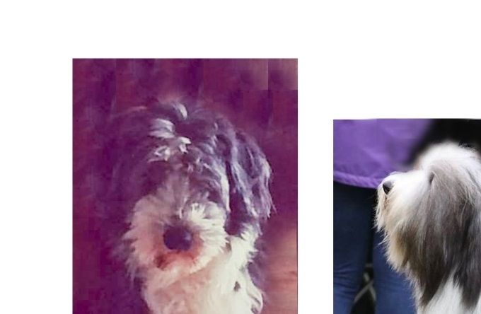 This is the same dog Bjarne. Luckely he is home alive and rehabilytating very well. Hopefully he will be back in the ring late this year og 2018.Left picture show how he looked like when I got him home november 2016 (4 years old),right  picture how he was delevered april 2014 .(17 mnth old).Picture below 10 mnth after homecomming.