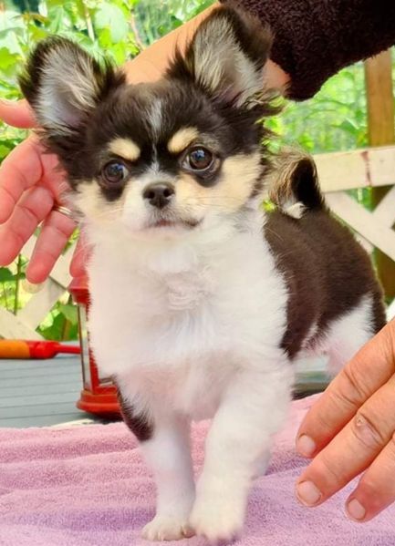 Tichuana`s Brage Diamond born 11.04.2021