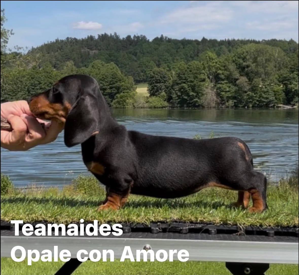 opale