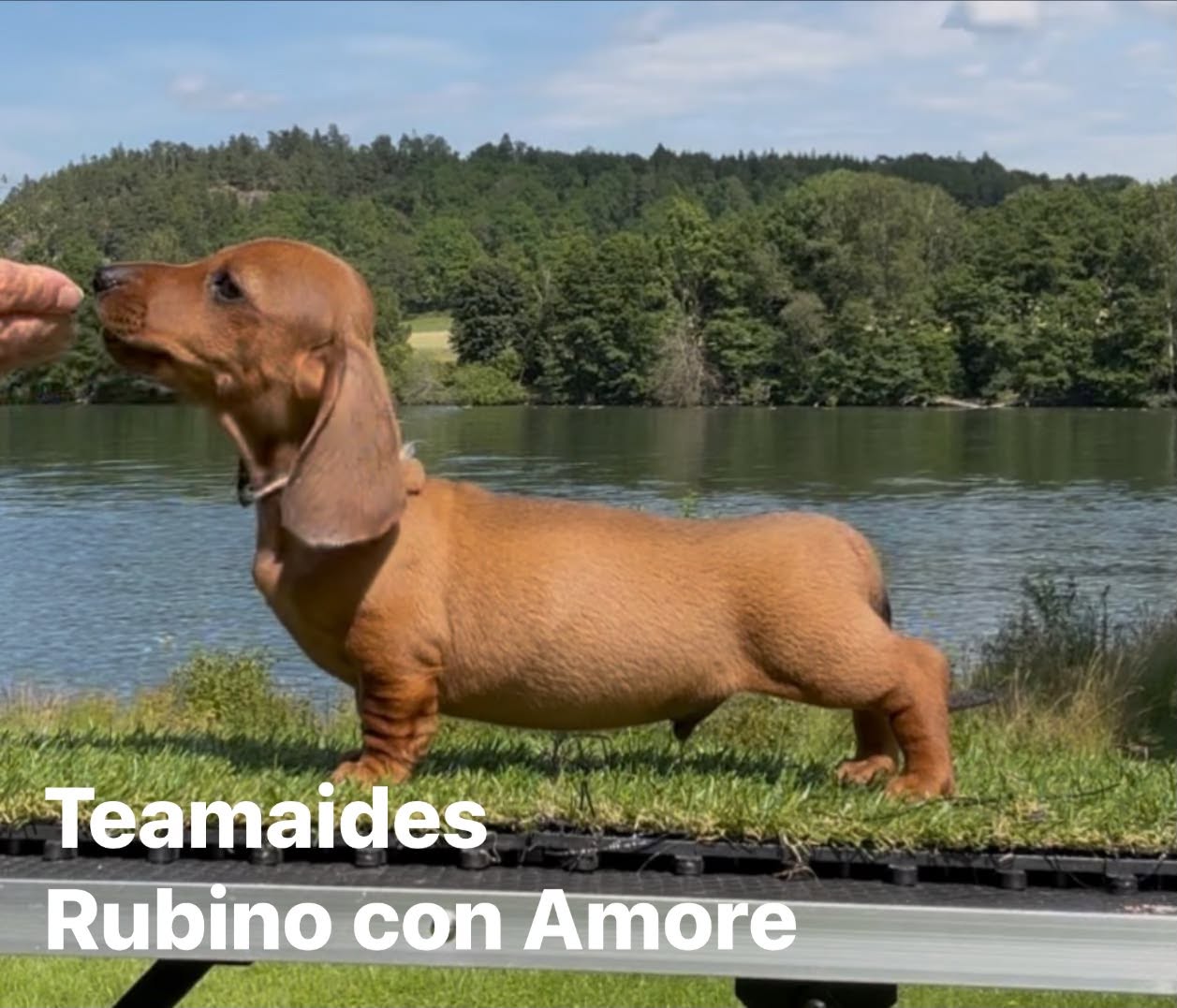 rubino