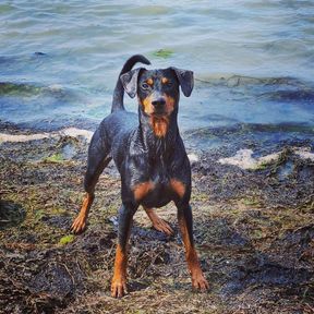 Dexter sommarbus