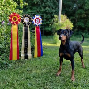 Dexter Nordic show champion