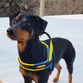 Dexter kvalad till agility SM