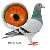 250-20-3607