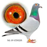 NL-19-1739235