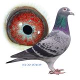 NL-20-1574119