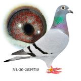 NL-20-2029710