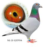 NL-21-1257934