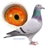 NL-21-1367710 (1)