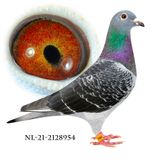 NL-21-2128954