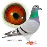 NL-22-2215871
