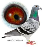 NL-23-2307998