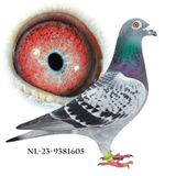 NL-23-9381605
