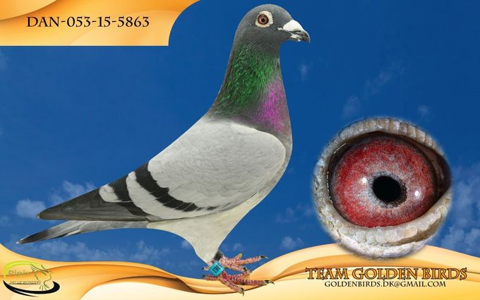 Original: Team Golden Birds
Owner: Poul Erik Helweg
Winner from Bregninge Church 1 july 2016 156,826 km.
1 of 727 birds 1468,200 mpm.