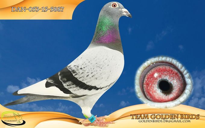 Original: Team Golden Birds
Owner: Brian Jensen
Winner from Lüneburg 2 july 2016 422,550 km.
1 of 280 birds 1366,550 mpm.
9 of 2337 birds in the region.
