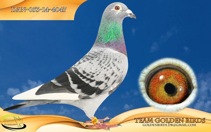 Original: Team Golden Birds
Owner: Brian Jensen
Winner from Soltau sport 30 july 2016 452,843 km.
1 of 140 birds 1175,930 mpm.
46 of 1094 birds in the region.
Bremen 18 june 2016 455,981 km.
7 0f 310 birds 1390,750 mpm.
109 0f 2231 birds in the reigon.
Husum 28 may 2016 290,283 km.
7 of 204 birds 1133,030 mpm.
Altona 6 of june 2015 379,607 km.
6 of 370 birds 1337,510 mpm.
24 of 2836 birds in the region.
4th acepigeon middledistance sector 54 2016.
10th acepigeon middledistance sector 54 2015.