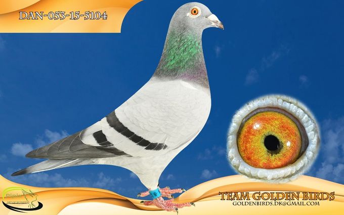 Original: Team Golden Birds
Owner: Henrik S. Rasmussen
Winner from Altona 8 August 2015 380,943 km.
1 of 516 birds 1067,370 mpm.
14 of 1805 birds in the region.