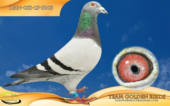 Original: Team Golden Birds
Owner: Brian Jensen
Name: SUPERMAN
Winner from Soltau 30 july 2016 452,843 km.
1 of 258 birds 1219,010 mpm.
34 of 2117 birds in the region.
Altona 9 july 2016 379,607 km.
2 0f 384 birds 1290,810 mpm.
44 0f 2962 birds in the reigon.
Horsens 14 may 2016 123,753 km.
10 of 755 birds 1191,460 mpm.
Henstedt 3 june 2017 358,677 km.
6 of 179 birds 1585,31 mpm.
Bremen 17 june 2017 455,981 km.
5 of 186 birds 1158,24 mpm.
22 of 1185 birds in the region.
Henstedt 24 june 2017 358,677 km.
8 of 173 pigeons 1294,47 mpm.
74 of 1170 birds in the region.
Altona 1 july 2017 379,607 km.
7 of 458 pigeons 1250,76 mpm.
72 of 3280 birds in the region
1th. acepigeon middledistance  