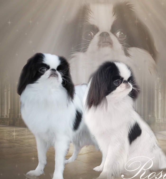 I mars 2021 ble en drøm virkelighet. Vi kunne ønske velkommen hjem til oss, en liten Japanese Chin tispe. Til daglig lyder hun navnet Rosin. Mitt første møte med denne rasen tok mitt hjerte fullstendig. Jeg har vært aktiv med hund i over 20 år, med utstillinger nesten hver helg, her i Norge og utstillinger utenfor Norge. Jeg tok instruktør utdannelsen for 12 år siden og har holdt kurs i flere år, men aldri har denne rasen vært representert på kurs eller jeg har tenkt over den på utstilling. Et tilfeldig møte med en JC gjorde noe med meg. En ubeskrivelig følelse. Jeg bestemte meg for at en slik hund skal jeg en gang ha. Jeg begynte å søke på nettet og ta kontakt med oppdrettere. Gjennom gode venner kom vi i kontakt med en oppdretter i Sverige, som hadde en ledig tispe. Lykken var stor når vi fikk bekreftet at vi fikk tillitten med lille Rosin. Nå har Rosin vært en del av familien i snart 1 år. Så utrolig mye glede vi har sammen med denne herlige hunden. Hun har så mange morsomme påfunn og hun gir oss så mye glede. Utstillings året 2021 var preget av Korona situasjonen og mange utstillinger måtte avlyses, men noen utstillinger fikk vi sammen med Rosin. Nå gleder vi oss til veien videre sammen med Rosin både i og utenfor utstillingsringen. 