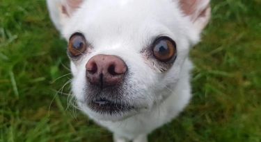 Albie picture