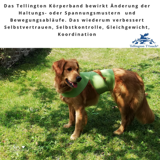 Tellington Körperbänder Online Seminar