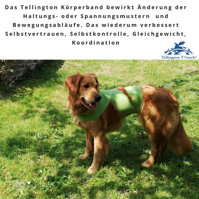 Tellington Körperbänder Online Seminar