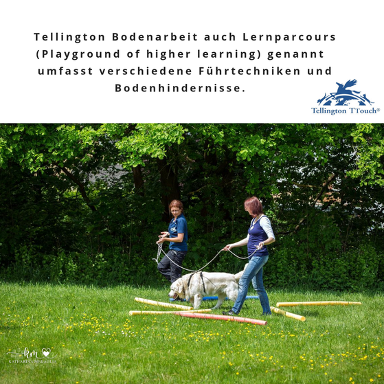 Tellington TTouch Methode - Bodenarbeit 