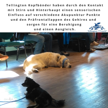 Tellington Körperbänder 