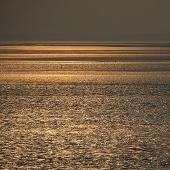 Gouden Wad