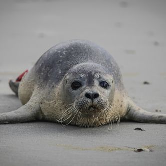 Zeehond_2