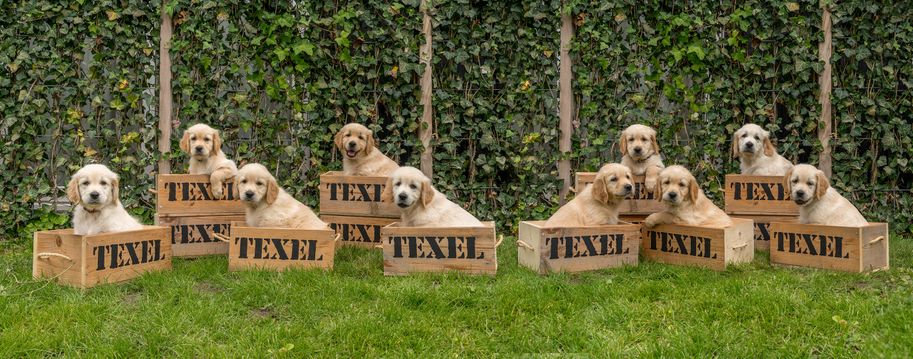 10 puppies samen 