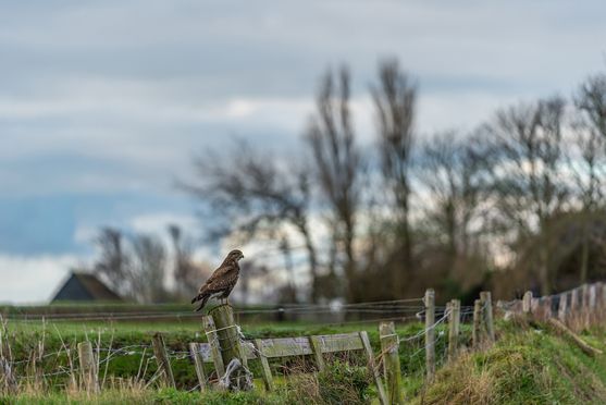 Buizerd op paal 