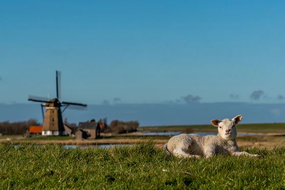 lammetje geniet bij de molen 