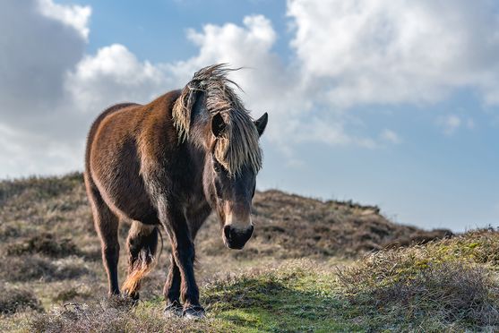 Exmoorpony nieuwsgierig