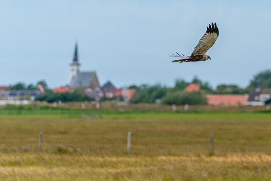 FlyBy Buizerd Den Hoorn 02