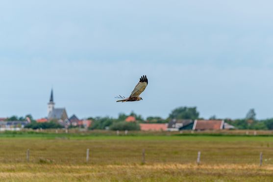 FlyBy Buizerd Den Hoorn 01