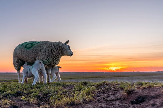 moeder en dochter zonsondergang 01
