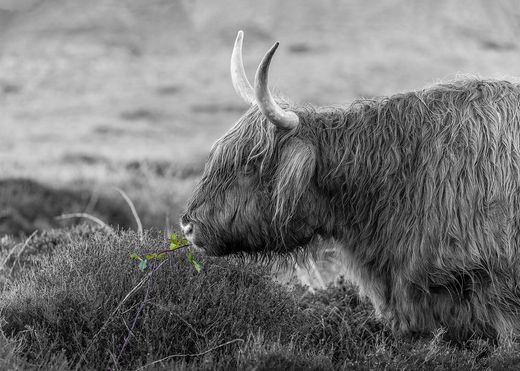 Highlander black and white
