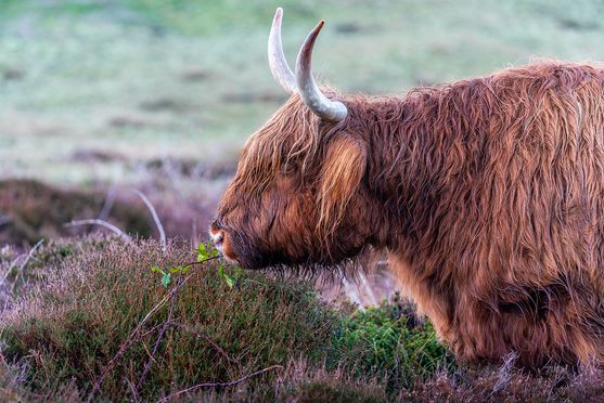 Highlander kleur