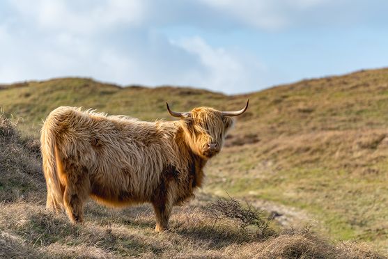 Hooglander bollekamer dichtbij